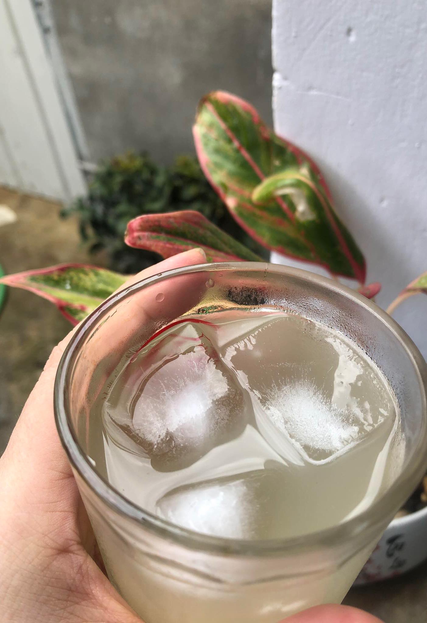 RƯỢU NẾP (NƯỚC NẾP LÊN MEN-Chai Thuỷ Tinh)